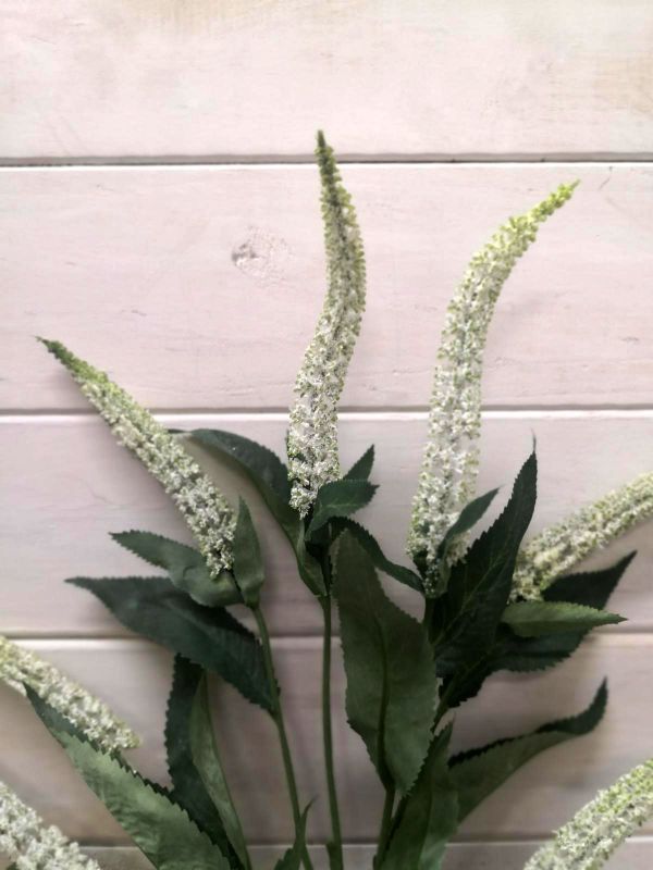Lysimachia - Lysimachia Spray ( Hebe)