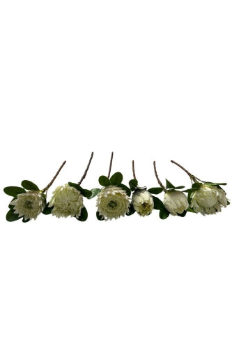 Mixed Protea Wedding Set (6 Pcs)