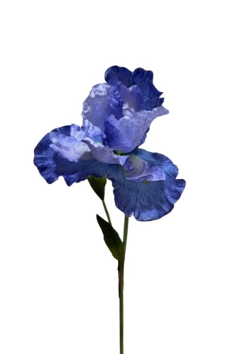 Iris Large New (Set of 4)