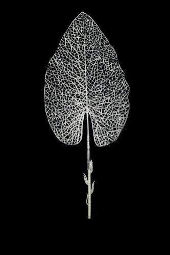Artificial - Skeleton Arum Leaf - Pack of 4