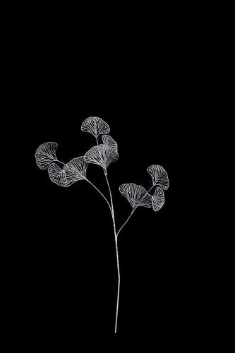 Artificial - Skeleton Gingo Leaf - Set of 4