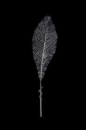 Artificial - Skeleton Jungle Leaf - Pack of 4