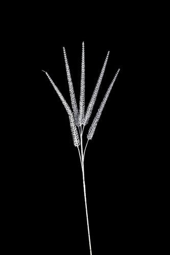 Artificial - Giant Veronica - Pack of 4