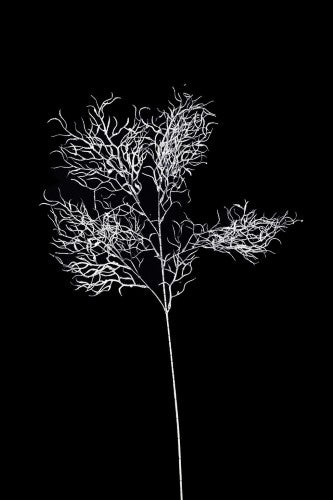 Artificial - Curly Willow Branch - Pack of 4