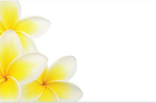 Cards - Frangipani Cluster - Pack of 50