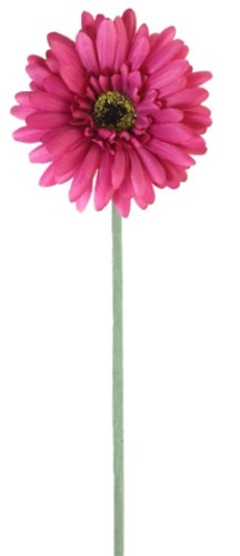Gerbera - Dark Pink