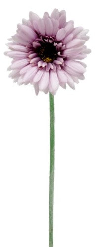 Gerbera - Lavender