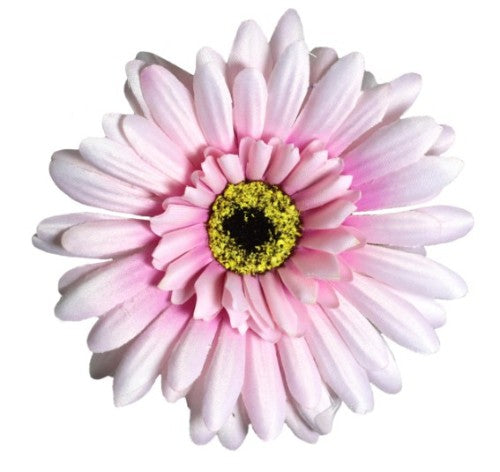 Gerbera - Pink