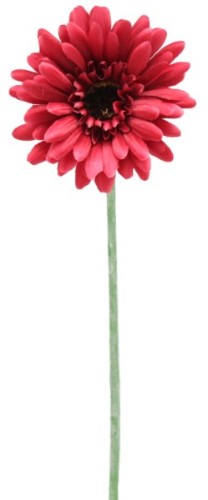 Gerbera - Red