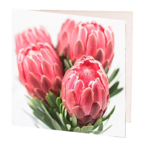Pack of 10 elegant 7cm pink protea gift cards, perfect for any occasion, showcasing resilience and beauty.