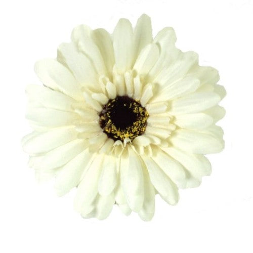 Set of 6 cream artificial Gerbera stems, 55cm tall, perfect for home decor and lasting arrangements.