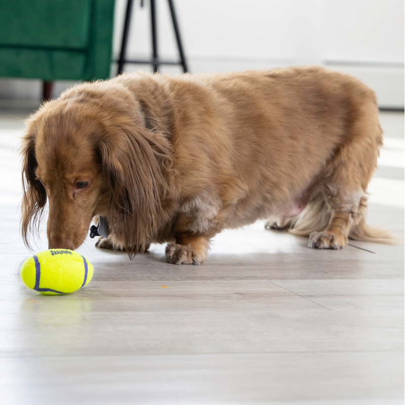 Dog Toy - KONG AirDog Squeaker Football (Small)