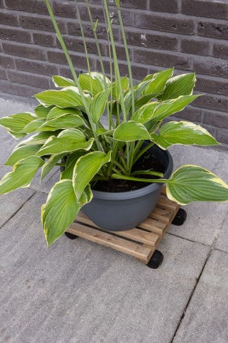 Outdoor Plant Trolley - Square Brown 29 x 29 x 8cm (Set of 2)