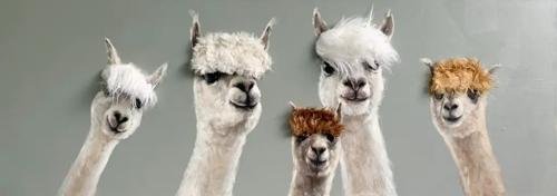 Bad Hair Day 5 Alpaca Canvas 500x1500mm ZL6006