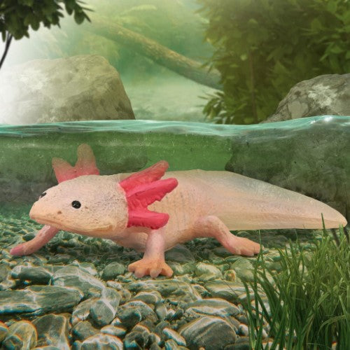 Figurine - CollectA Axolotl