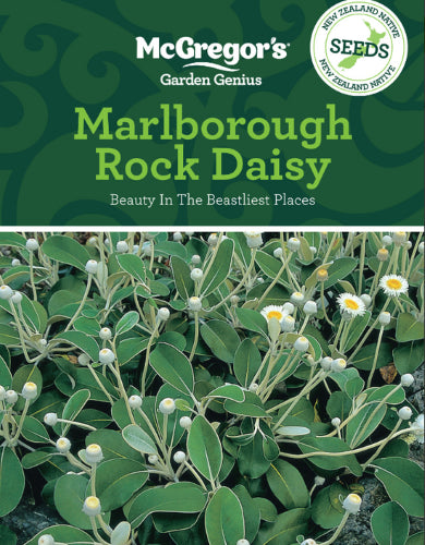McGregor's Marlborough Rock Daisy N.Z. Native Seed Packet