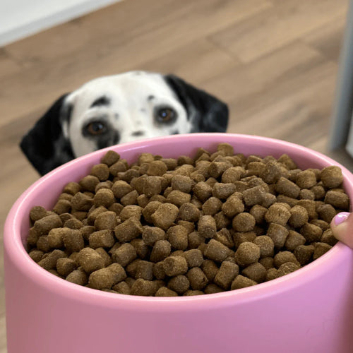 Dog Bowl Beco Steady Dog Bowl Large - Candy Pink