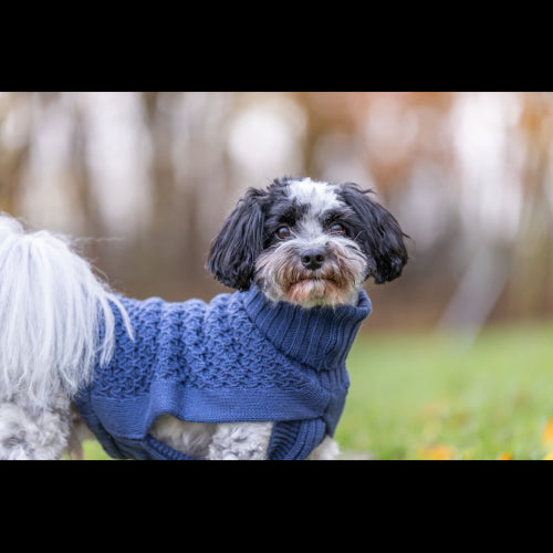 Dog Clothing Norwood Pullover M: 50cm Blue*