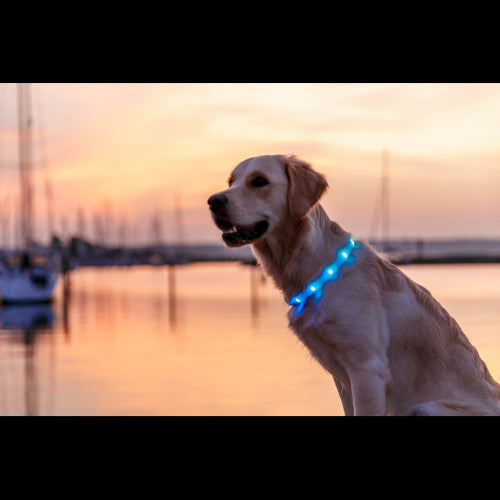 Dog Ezydog Light Band 65cm - Multicolour XS-XL