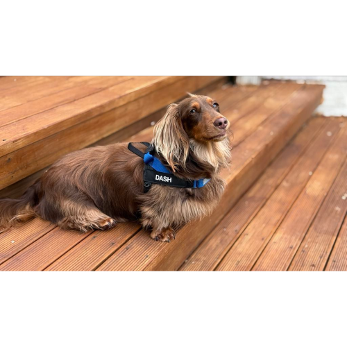 Dog Harness Ezydog PersonalisEzydog Label