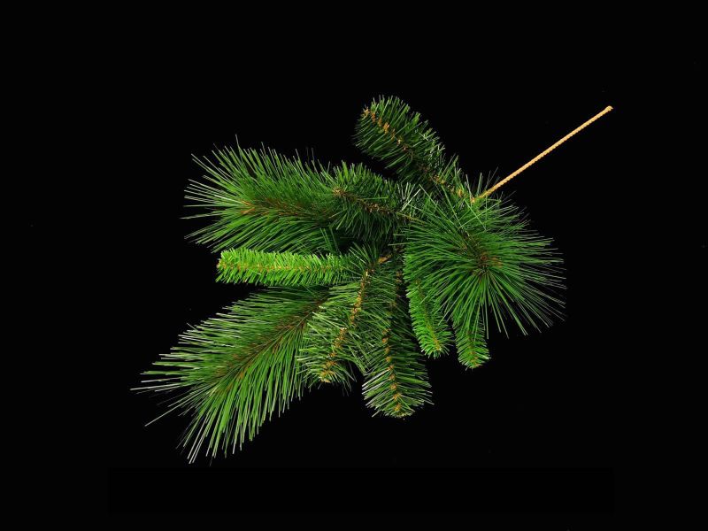 Mixed Pine Spray