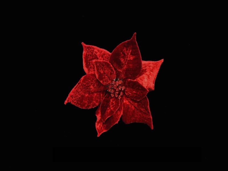 Artificial Poinsettia Head On Pick (Red Velvet)