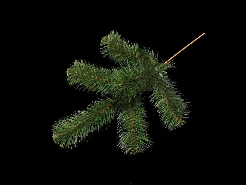 Australian Pine Spray