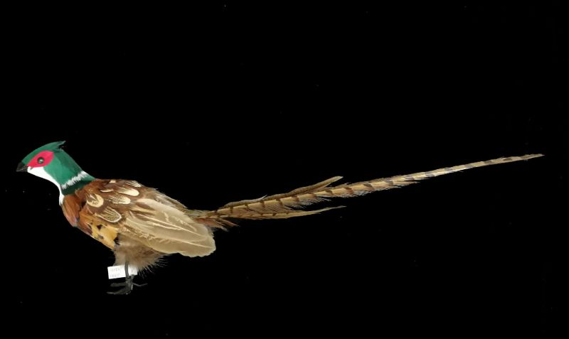 Long Tailed Pheasant (18")