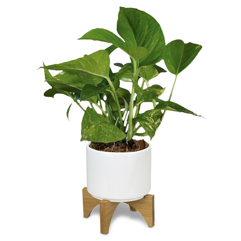 Planter with Bamboo Base (6 Units)