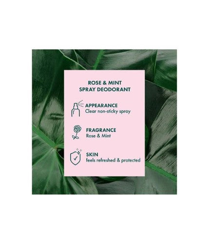 SPRAY Deodorant - AKIN ROSE and Mint (150ml)x 6 Units