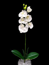 Phalaenopsis Spray with Leaf