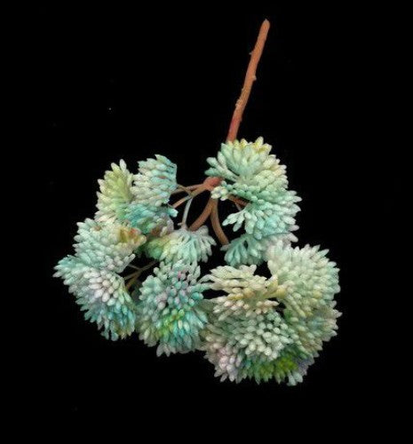Coral Succulent Bush