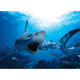 Eurographics - Hungry Shark 1000 Piece - Jigsaw Puzzle
