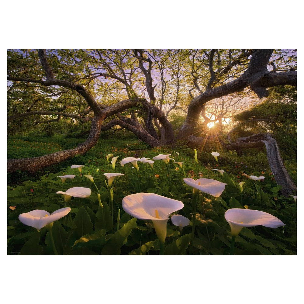 Puzzle - Heye - Magic Forests; Calla Clearing