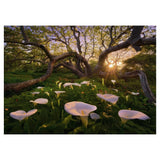 Puzzle - Heye - Magic Forests; Calla Clearing