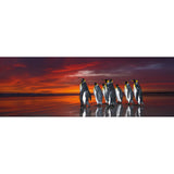 Puzzle - Heye - Panorama; King Penguins 1000Pc