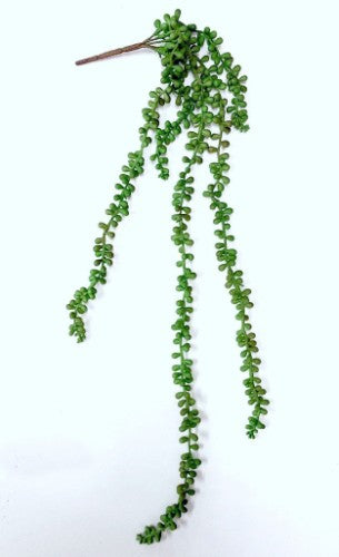 String of Pearls Succulent (Green)