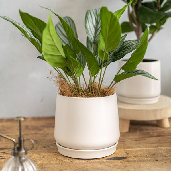 Vase /Planter - Ceramic Loreto Belly Pot & Plate Matte White