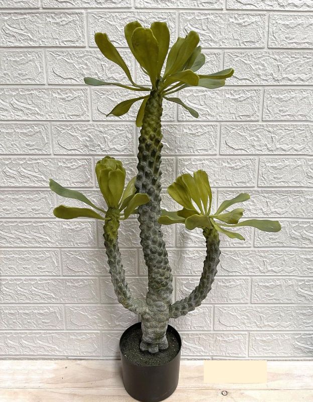 Artificial Potted Plant - Euphorbia Tree (80cm)