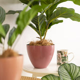Vase /Planter - Flora Stripe Pot Round Terracotta Rose