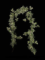 Garland - Jamaica Ivy (Green)