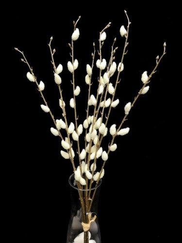Pussy Willow Bush