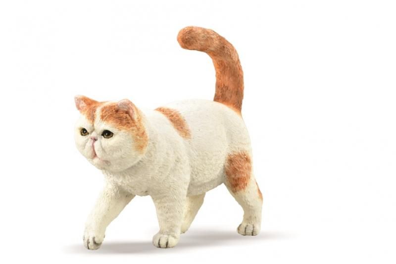CollectA Exotic Shorthair