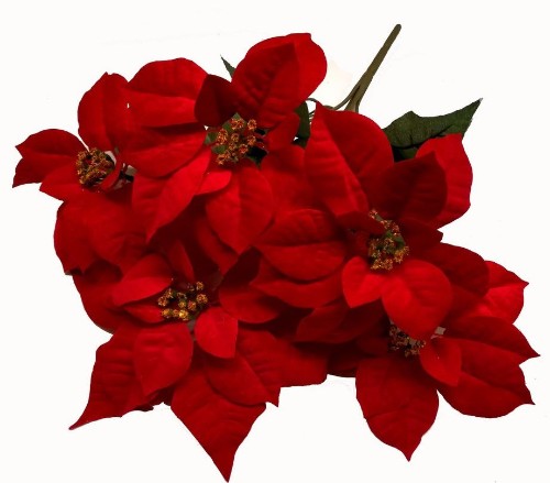Poinsettia Bush - Large (Red)