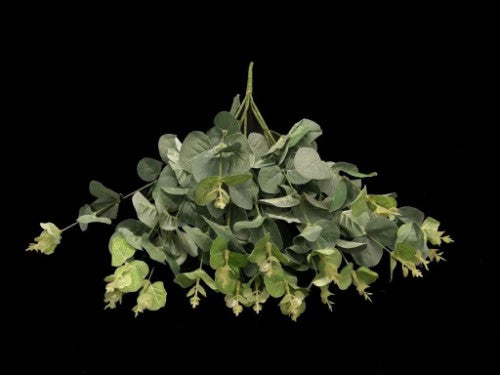 Eucalyptus Bunch (Green)