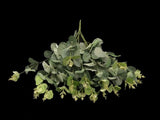 Eucalyptus Bunch (Green)