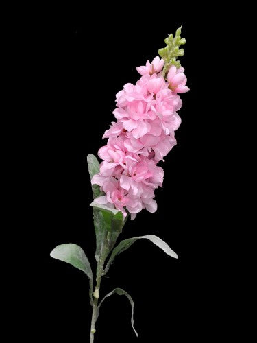 Stock (Pink)