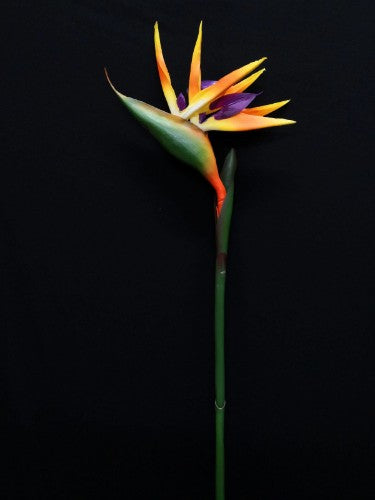 Bird Of Paradise Stem - Single (Orange)