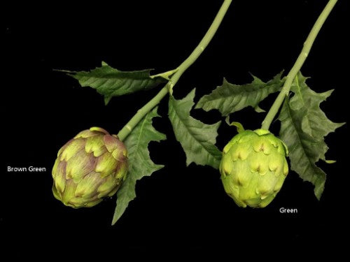 Artichoke (Green)