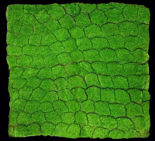Large Square Moss Mat (1 Mtr Square)